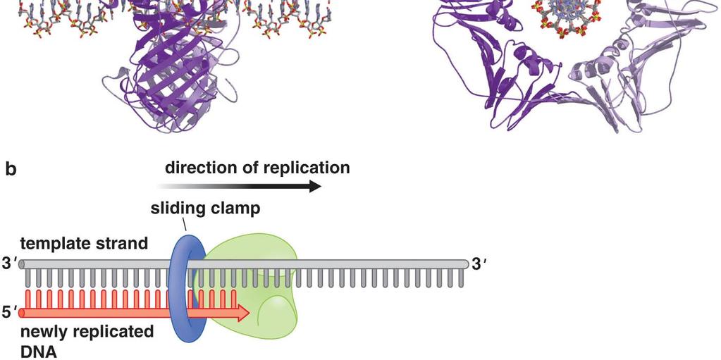 sliding clamps prevents polymerase from diffusing away from DNA.