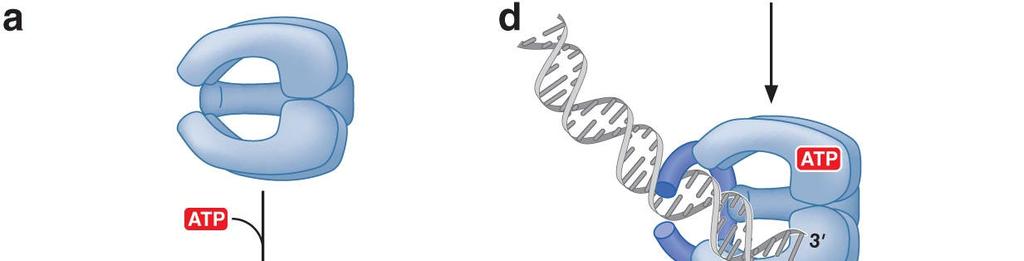 Sliding clamp loaders are proteins that catalyze the opening and placement of sliding camp on DNA.