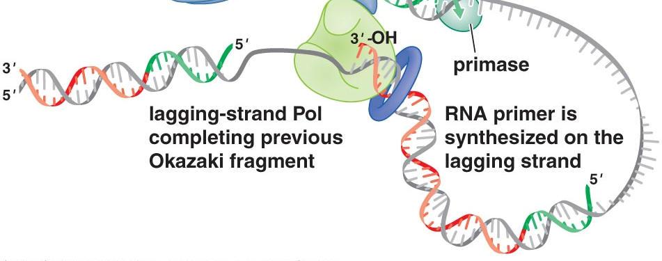 synthetize a new primer on the lagging strand