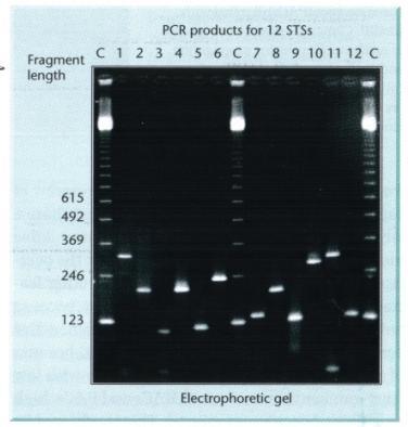 These can also be used for identifying overlapping cosmids, i.e. fingerprinting Figures 4.