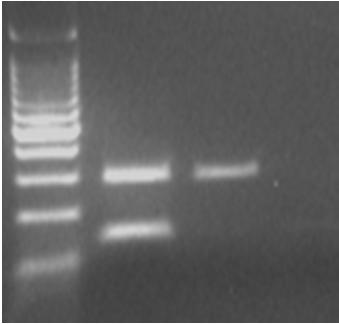 FAM-labeled AS-PCR