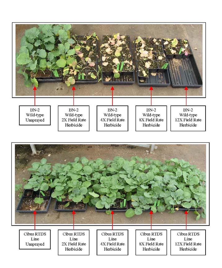 RTDS OSR 2008 Greenhouse Results RTDS has been used successfully in a number of crops (below) and multiple genes: Corn Tobacco Canola / Winter