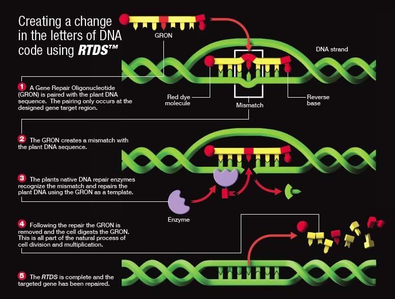 Gene Repair Oligonucleotide (GRON) Pairing creates a Mismatch Repair Enzymes