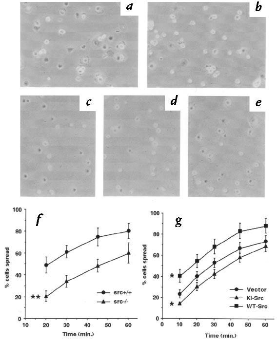 Figure 10 The role of Src in spreading of VSMCs on collagen-coated dishes.