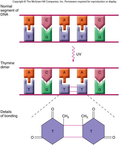 Ultraviolet (UV) radiation can cause the formation of pyrimidine dimers on