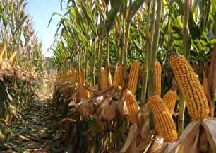 CORN corn bushels 119,520,000 bushels 2,022 farms $436 million value of production in 2016 $93 MILLION above 2015 value of