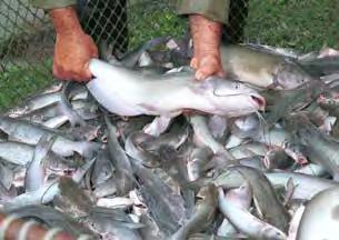 CATFISH catfish water acres 150 operations 35,000 acres of production $169 million value of production