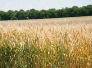 WHEAT wheat bushels 2,400,000 bushels 1,247 farms $10 million value of production in 2016 Top