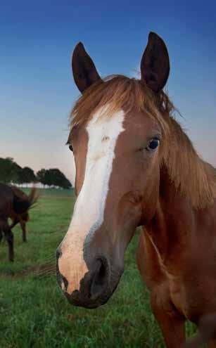 HORSES 126,000 horses 72 public arenas $1.