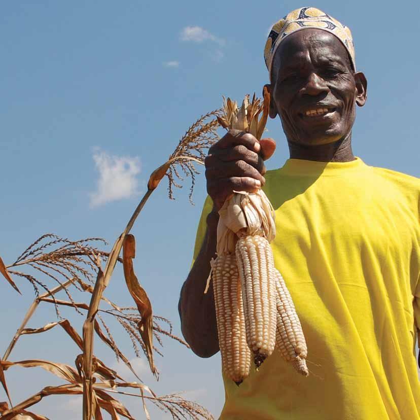 Research Benefits: Drought Tolerant Maize Maize is life to more than 300 million of Africa s most vulnerable people, and is a critical part of the fight against poverty in Africa.