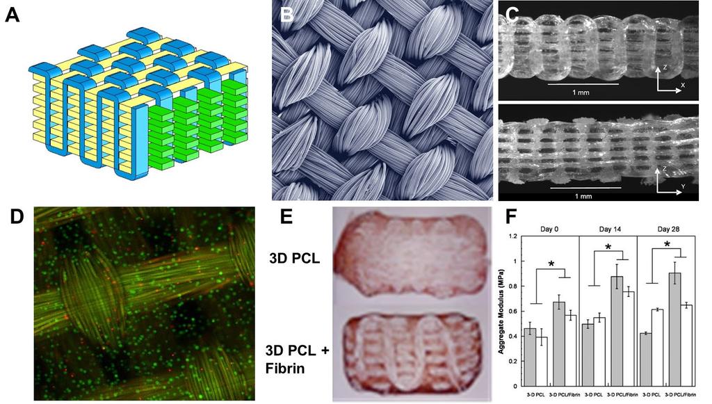Fig. 4. Three-dimensional woven scaffolds for cartilage tissue engineering. A.