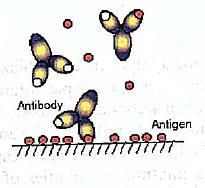Inhibition Assay Designed for low molecular weight antigens that do not generate sufficient signal when they accumulate on the surface (Direct assay) and are too small for a sandwich assay.