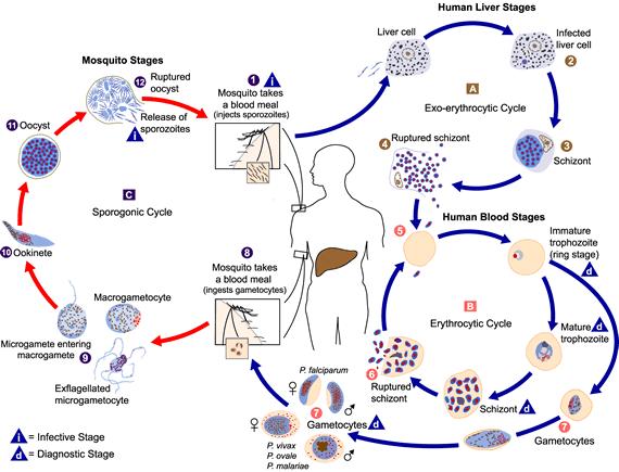 Malaria Life Cycle http://www.