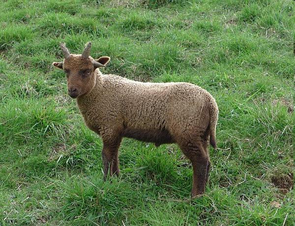 Manx Loaghtan lamb (PDO) Primitive local sheep