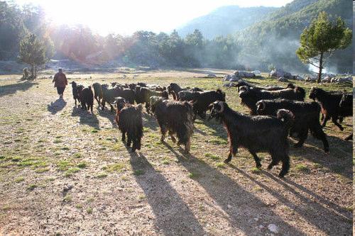 Anatolian Black goats in the