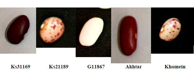The bean seeds including Akhtar, Ks31169, Ks21189, G11867 and Khomein (Fig. 1) were obtained from the National Station of Bean Research in Khomein (Markazi province, Iran).