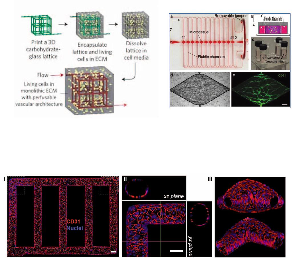 4 Fig. 2 Microfluidic approaches to in vitro microvascular engineering. a Schematic of self-supporting 3D printed carbohydrate-glass lattice that is encapsulated.