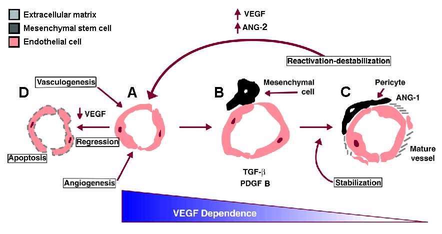 Figure 1.3: Formation of immature vasculature. (A) Endothelial tubes form by vasculogenesis or angiogenesis. Long-term exposure to VEGF results in vessel regression (D).