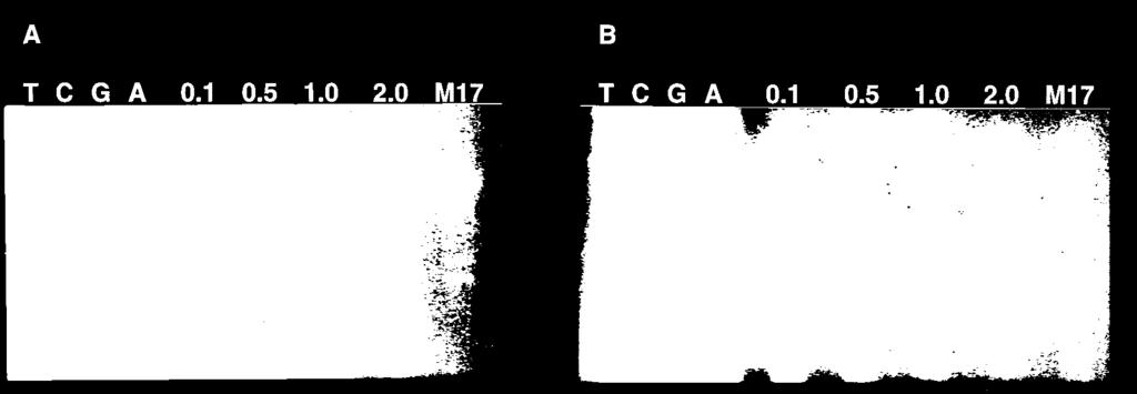 1528 MARUGG ET AL. J. BACTERIOL. FIG. 2. Primer extension analysis of the prtp and prtm promoters with MG1363 cells harboring pnz544 (prtp) (A) or pnz554 (prtm) (B).