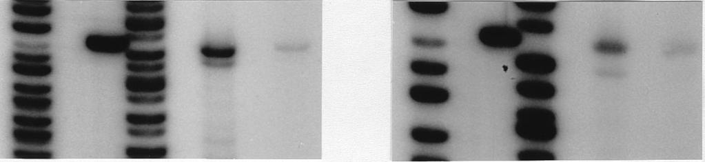 An oligonucleotide complementary to the gusa coding strand was used in this assay with equal amounts of total RNA isolated from cells after growth on whey-permeate medium with 0.1 or 2.0% Casitone.