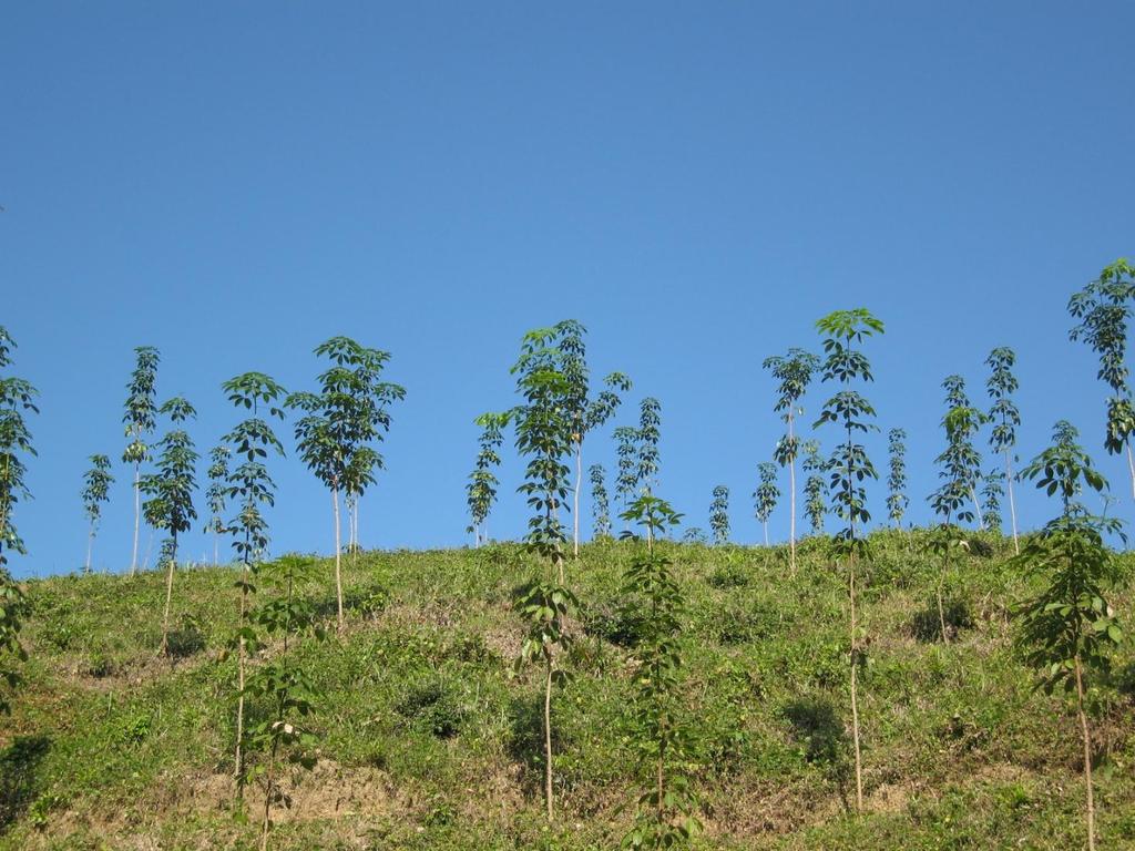 Agroforestry ~ human made/shaped forest! Carbon financing under Payment for environmental service scheme (PES); e.g. Costa Rica with funding from GEF,