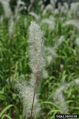 fluffy dandelion-like seeds,