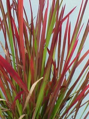 Japanese Bloodgrass or Red Baron Nursery cultivation, sales and distribution now prohibited in NC New policy effective Oct.