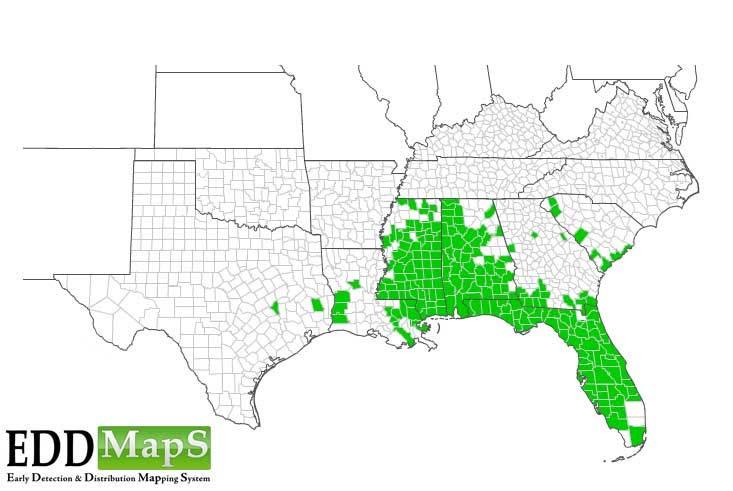 Cogongrass Infestation in Southeastern United States Line of