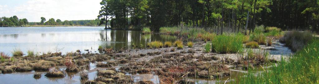 This wetland has been subjected to excessive saturation from elevated water levels, causing the marsh to die back and the substrate to erode - leaving barren clumps of marsh peat.