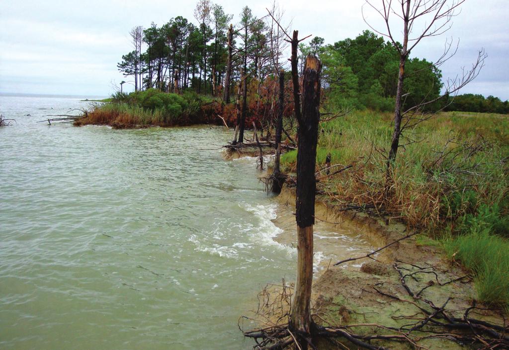 5 Climate Change Solutions sea level rise Coastal shore erosion and tree mortality due to see level rise at Taylors Island, Maryland.