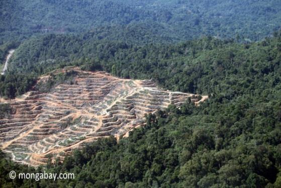 Commercial Farming: Malaysia is the largest exporter of palm oil in the world. During the 1970s, large areas of land were converted to palm oil plantations.