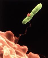 Legionella captured by amoebae wikipedia.