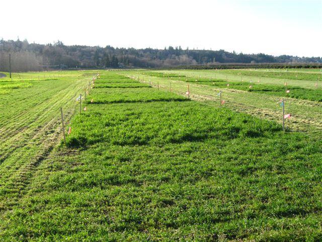 Winter Cover Crops: Cover Crop Blends Trial Pure rye, pure hairy vetch, and 3 mixtures 30% Rye 40% Rye 50%