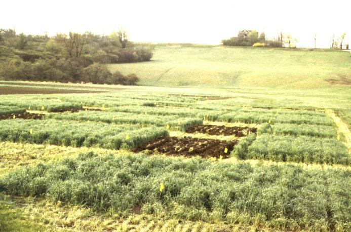 Effective Rotations: Crop Rotation Maintain or improve profitability Increase crop (plant) diversity Consist of crops with diverse