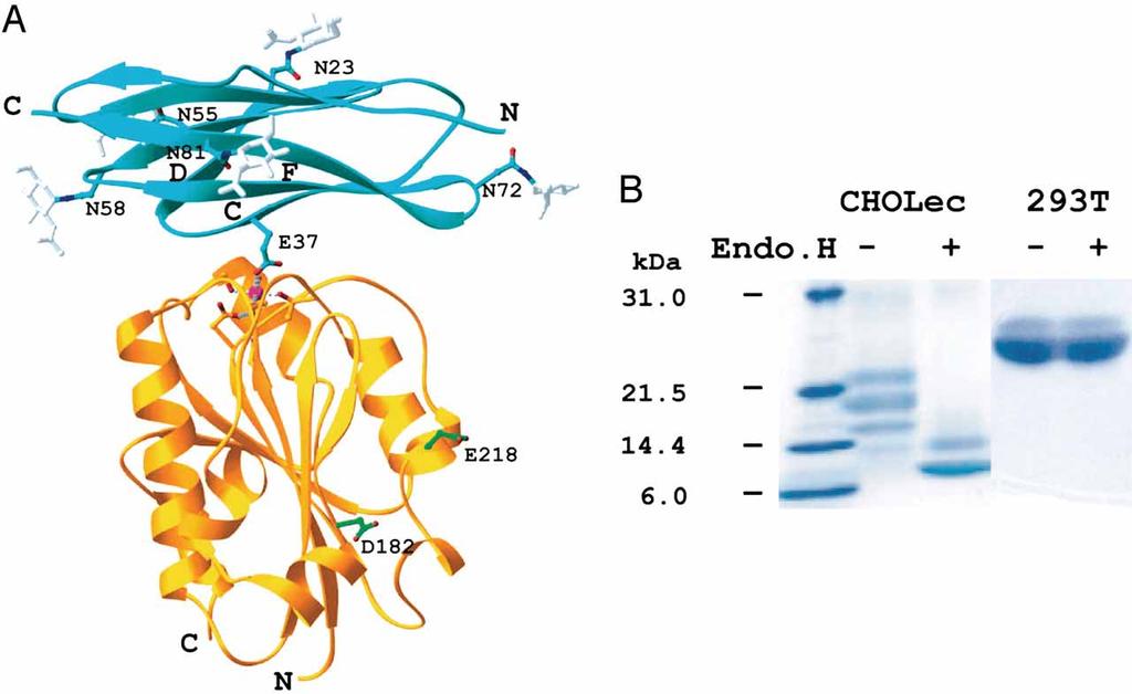 Overall structure and SDS/PAGE Song G et al.