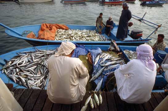 i FAO FISHERIES AND AQUACULTURE PROCEEDINGS 48 Towards the implementation of the SSF Guidelines in the Near East and North Africa Region Proceedings of the Near East and North Africa Regional