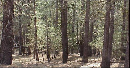 Figure 1a. Adaptation to climate change: Eastside ponderosa pine forest, Lassen National Forest, with about 300 trees/acre.