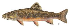 Assessment Brook Trout The local school board shall require that each school: (1) Provides for the ongoing assessment of district and