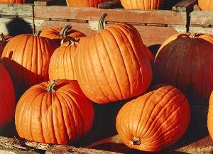 High School Requirements Pumpkin no later than July 1, 2016 The local school board shall require that the curriculum content developed for each high school outlines district and graduation