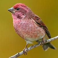 Updated Program Standards Purple Finch Minimum Standards for School Approval (2014) Definitions Acknowledgement of achievement means when a student has demonstrated achievement of district