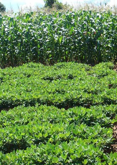 Fertilizer Policy Guide for Malawi- Africa Rising Malawi 1 INTEGRATED FERTILIZER POLICY GUIDE for Maize-Legume Cropping Systems in Malawi Developed by the Best