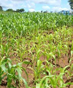 maize-legume systems. Provision of subsidized fertilizer in the FISP was estimated to have raised maize production in Malawi by around 0.5 million t of grain each year during the late 2000s.
