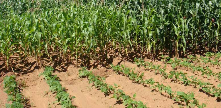 Fertilizer Policy Guide for Malawi- Africa Rising Malawi 5 2. Principles Behind Fertilizer Use a.