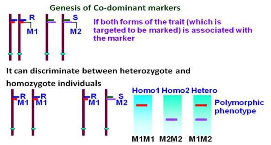 It can discriminate between heterozygote and
