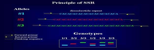 Microsatellites or Simple sequence repeats (SSRs) provide fairly comprehensive genomic coverage. They are amenable to automation, they have locus identity and they are multi-allelic.