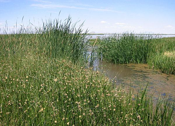 Freshwater Wetlands in New Jersey Defined legally using 1989 Federal Manual: Hydrophytic water loving vegetation Hydric (poorly drained) soils Wetlands hydrology (water table