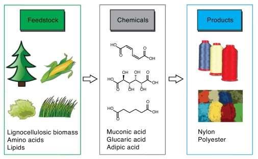 Biobased plastic polymer production Mo-