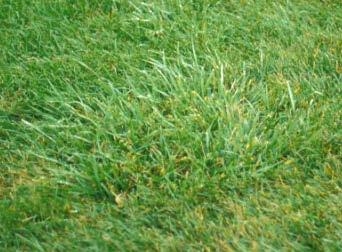Figure 6: (top left) Coarse textured tall fescue in