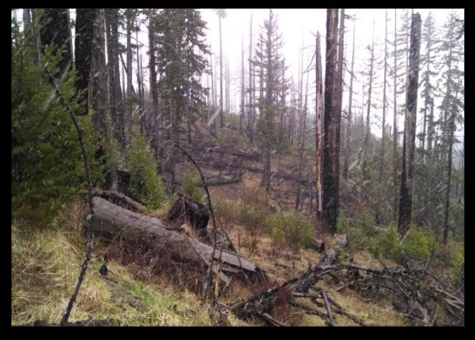 The time frame of 3-10 years post burn was identified to help reduce increased surface fuel loading due to small diameter fire killed trees falling and adding to