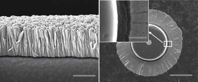 236 L. Zhang et al.: J. Mater. Sci. Technol., 2011, 28(3), 234 240. Fig. 2 Surface and cross section morphology of precursor wire: (a) surface, (b) cross section) property of SiC fiber.